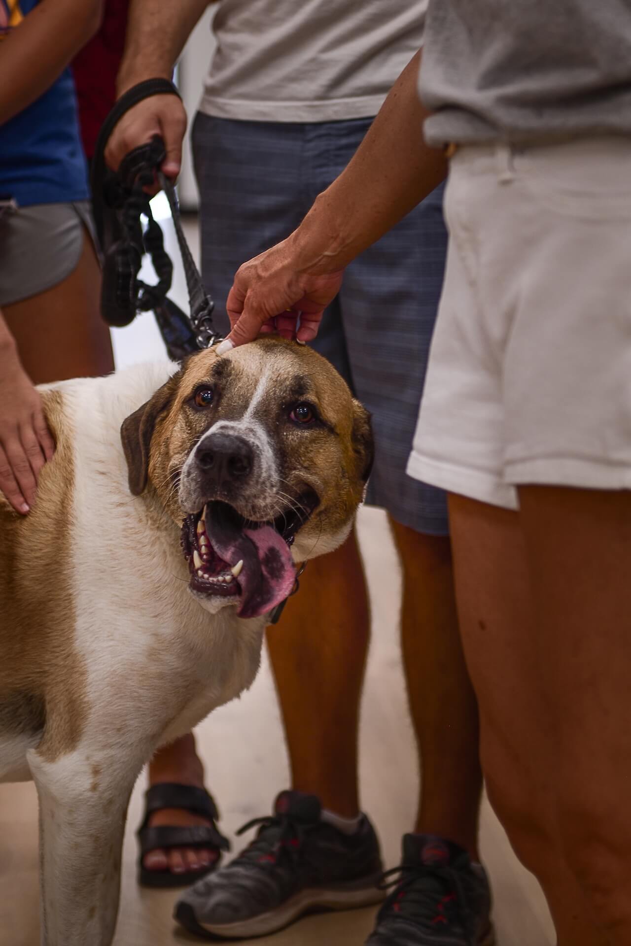 Prosper North Animal Medical Center - Prosper, TX 36