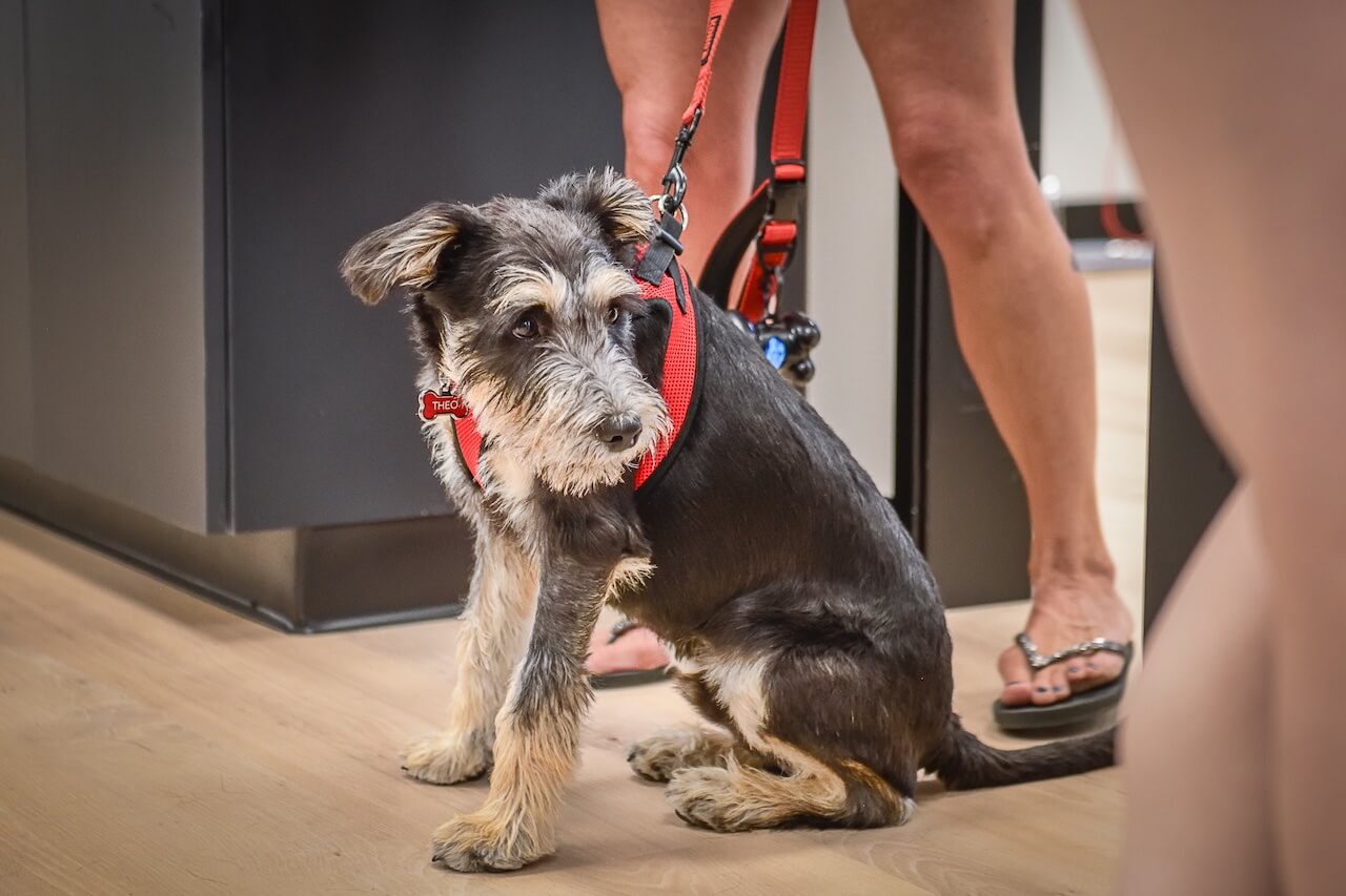 Prosper North Animal Medical Center - Prosper, TX 46