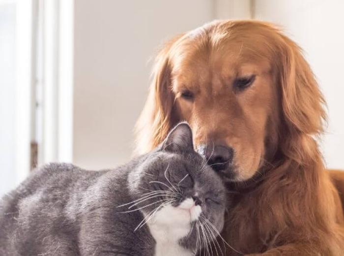 At Home Respiratory Rate Monitoring for Pets: How to Check Cat and Dog Respiratory Rate