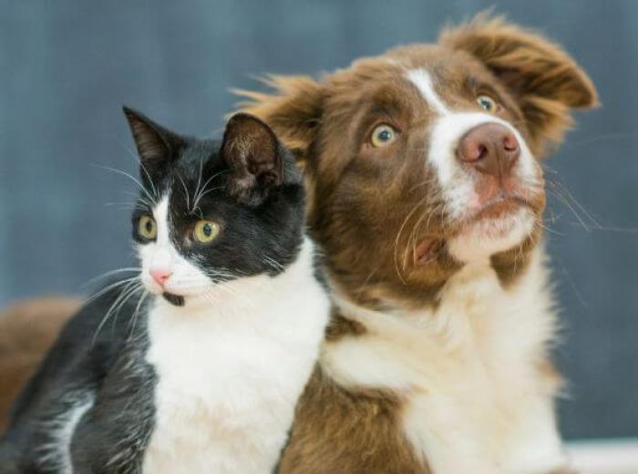 Do Dogs and Cats Need Probiotics? What Pet Owners Should Know