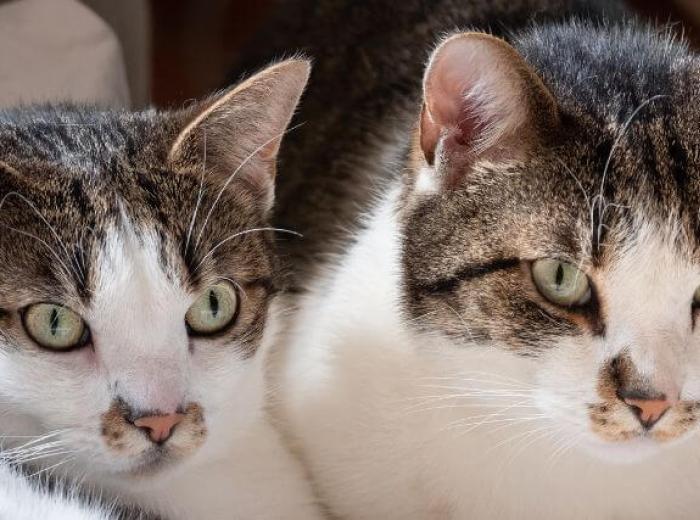 Forever Viruses: How FeLV and FIV Affect Your Cat's Health