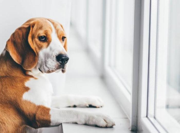 Separation Anxiety in Dogs: What It Looks Like & How to Manage It
